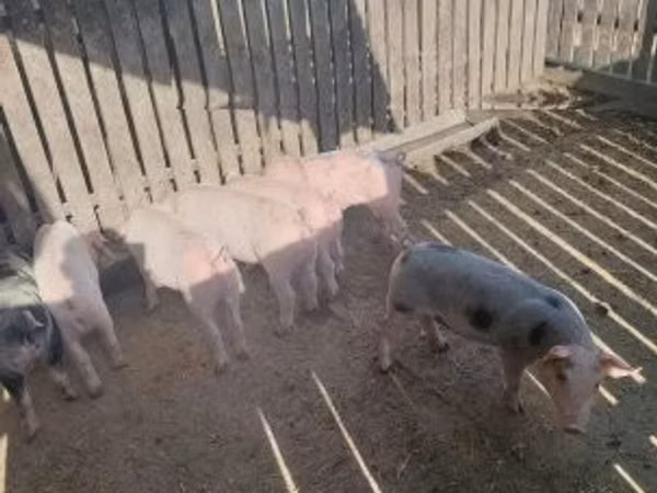 Cerda, Cerdos