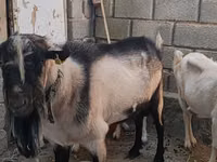 تيس, Alpine goat — الصورة 2