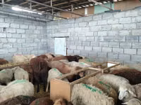 Sheep, Sheep — photo 5