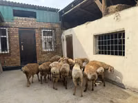 Carnero, Rhon sheep — foto 6
