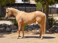 Mare, Quarter Horse — photo 1