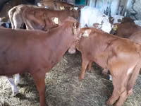 Bull, Simmental cattle — photo 2