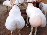 كبش, الأغنام — الصورة 1