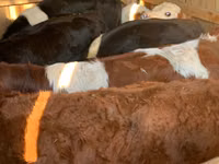 Bovinos (lote, sexo no especificado), Simmental cattle — foto 2