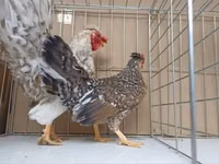 Chickens — الصورة 8
