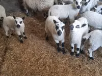 मेढ़ा, Cerry Hill sheep — फ़ोटो 1
