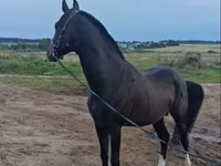 Horse (M), Akhal-Teke — photo 3