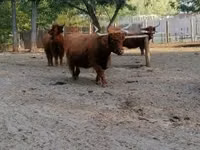 गाय, Highland — फ़ोटो 2