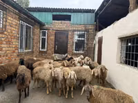 Ram, Rhon sheep — photo 4
