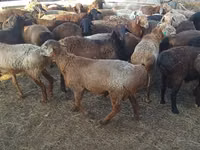 كبش, Edilbay sheep — الصورة 2