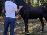 Horse (M), Russian warmblood — photo 1