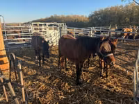 Horse (M), Hucul pony — photo 2