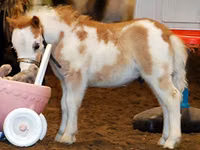 Mare, Miniature horse — photo 2