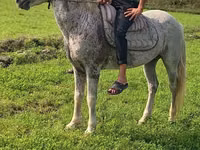 حصان, Azerbaijan horse — الصورة 1