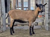 Ziege, Alpine goat — Foto 4