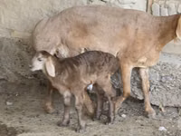 Schaf, Arashan sheep — Foto 2