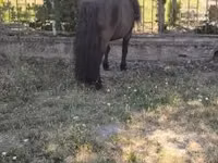 Horse (M), Australian Pony — photo 6