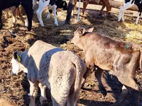 मवेशी (लॉट, लिंग निर्दिष्ट नहीं), Simmental cattle — फ़ोटो 3