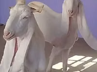 عنزة, Gulabi goats — الصورة 1