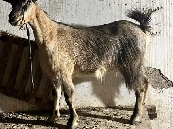 Cabra, Alpine goat
