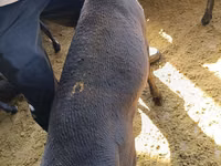 Widder, Kyrgyz Mountain merino sheep — Foto 5