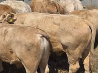 Toro, Vaca Limousin — foto 2