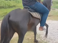 Horse (M), Black Sea breed — photo 3