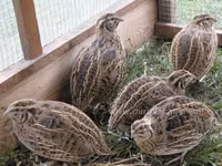 King Quail — foto 1