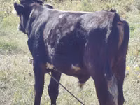ثور, Swiss cattle — الصورة 3