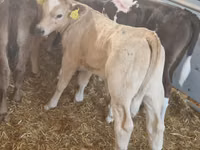 Rinder (Partie, Geschlecht nicht angegeben), Simmental cattle — Foto 1