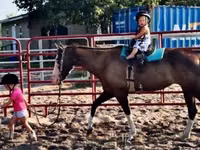 فرس, American paint horse — الصورة 8