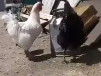 ليغهورن — الصورة 3