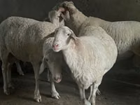 मेढ़ा, Assaf sheep — फ़ोटो 1