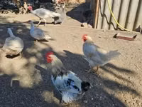 Chickens — Foto 4