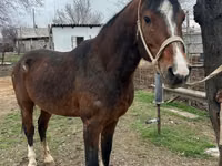 Caballo, Arabian horse — foto 1