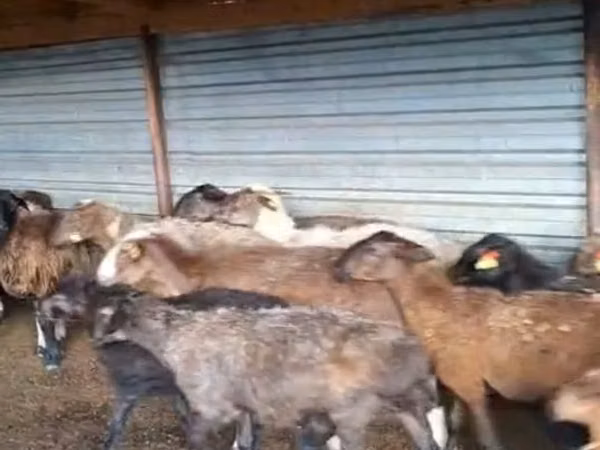 Widder, Adal sheep