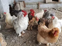 Chickens — फ़ोटो 1