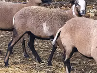 Schaf, Cameroon sheep — Foto 3