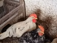 Chickens — الصورة 4