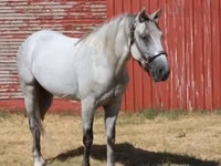 Horse (M), Tennessee Walking Horse — photo 5