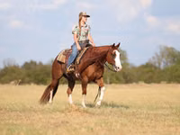Caballo, Quarter Horse — foto 3
