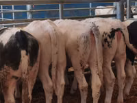 Bovinos (lote, sexo no especificado), Simmental cattle — foto 2