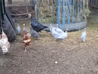 Guinea fowl — الصورة 5