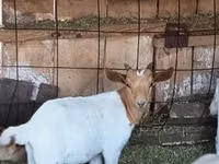 Ziegenbock, Boer goat — Foto 1