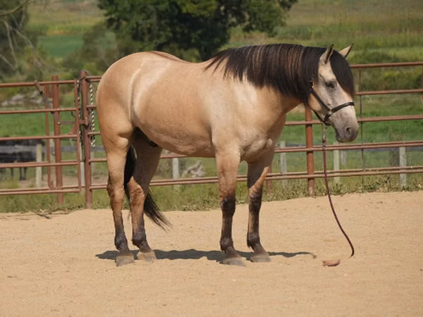 Horse (M), Horses