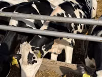 Vaca, Russian Black pied cattle — foto 3