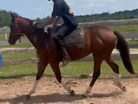 Caballo, Thoroughbred horse — foto 2