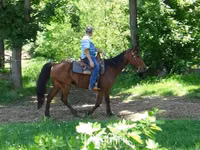 حصان, Standardbred — الصورة 7