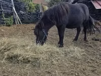 Caballo, Caballos — foto 2