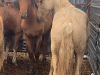 Horse (M), New Altai Horse — photo 2